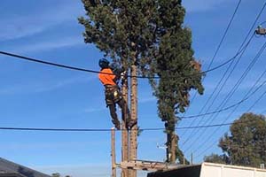tree removal adelaide
